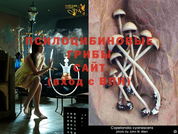 ГАЛЛЮЦИНОГЕННЫЕ ГРИБЫ Балахна